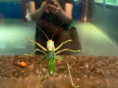 -上海昆虫博物馆