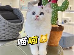 -lincat·猫舍(广州店)