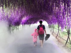 -大塘金香草谷