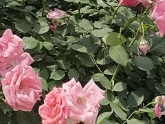 -春风习习