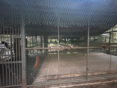 -西双版纳原始森林公园