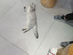 -Heymao猫咖.咖啡厅(东门店)