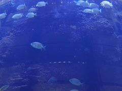 -OPEN開全日自助餐厅·牛肉火锅·海鲜(佛山希尔顿酒店)