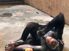 -石家庄市动物园