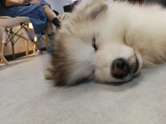 -汪说·狗咖(旺城大厦店)