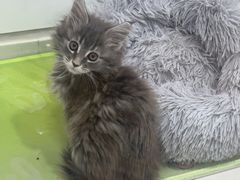 -糯米喵星人总部直营旗舰店·猫舍·幼猫出售