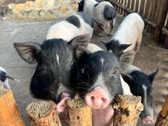 -泉州海丝野生动物世界