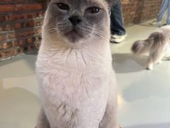 -豆逗聊愈猫阁Easy Life