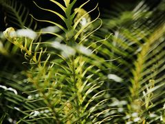 -国家植物园南园