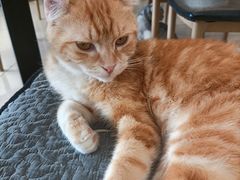 -平行世界·猫咖(首经贸店)