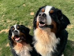 -趣玩宠物乐园寄养训犬训狗游泳池