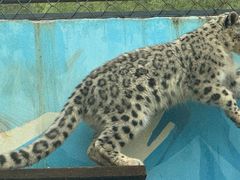 -青藏高原野生动物园