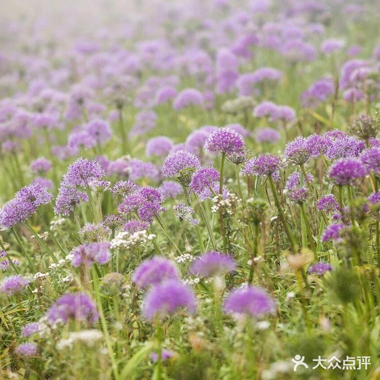 天上花海