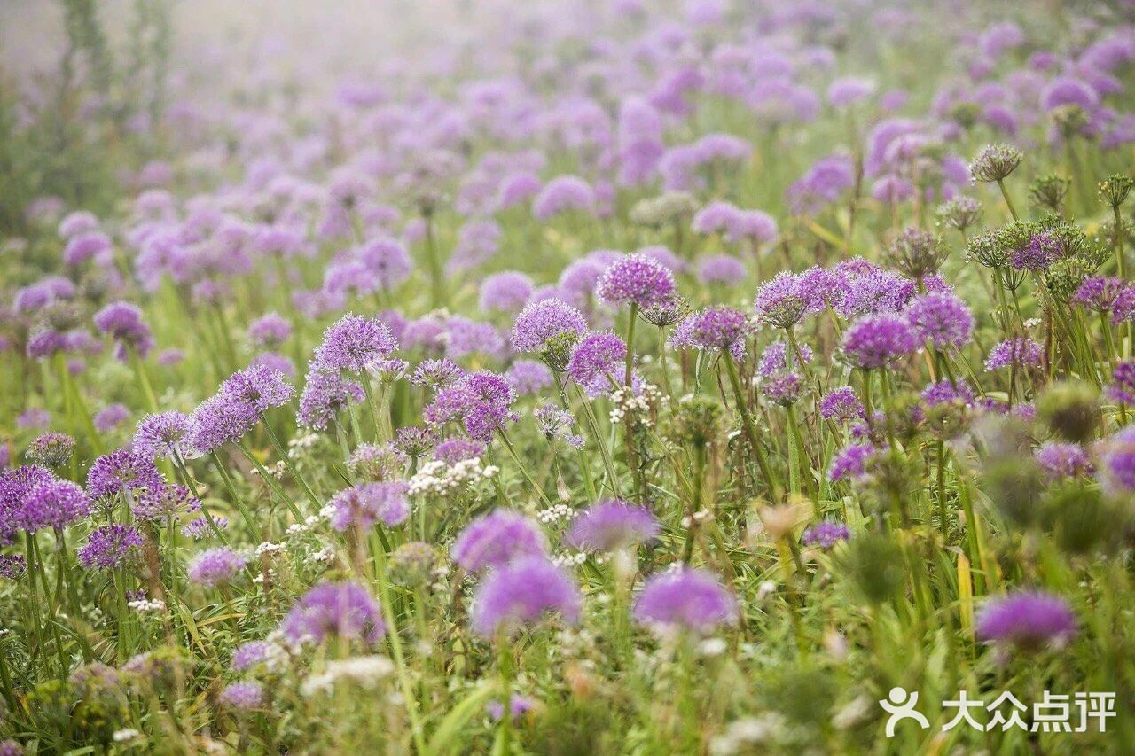 天上花海