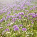 天上花海