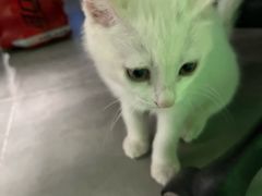 -小意思咖啡店(草桥店)