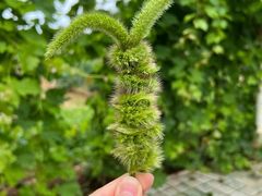 -北京张裕爱斐堡酒庄