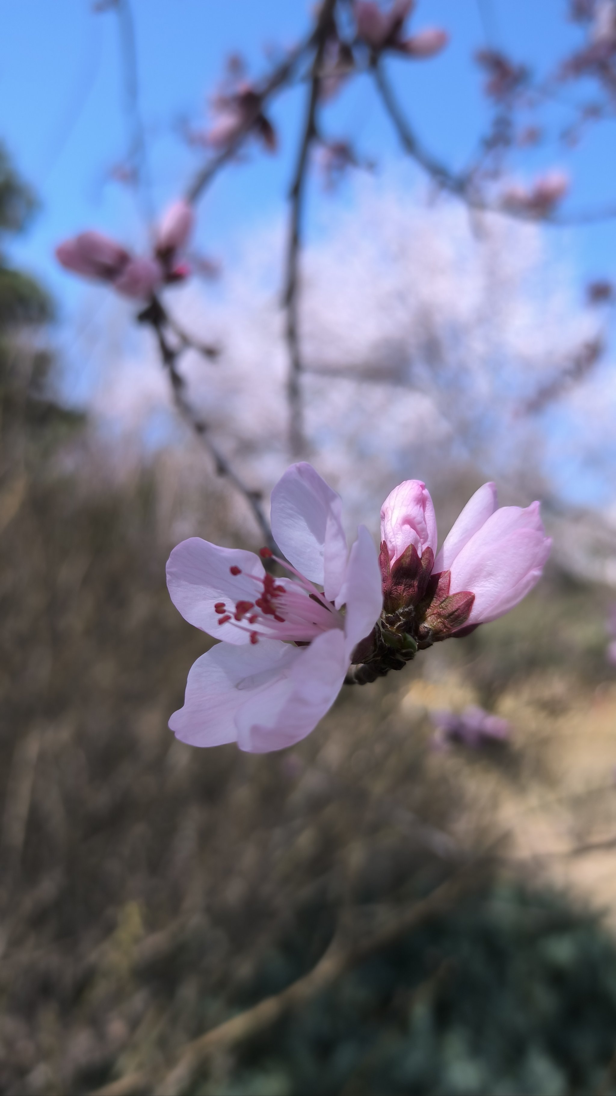 玉渊潭桃花图片