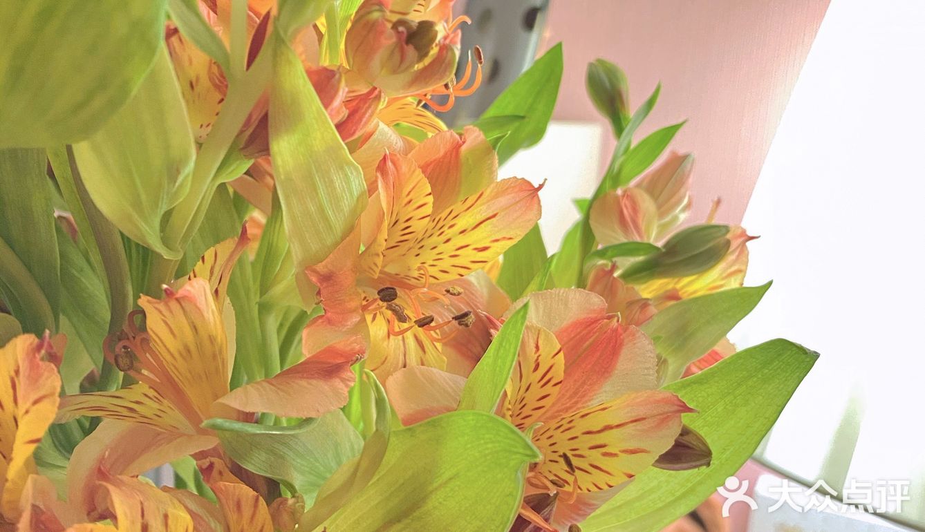 #治愈系.花#