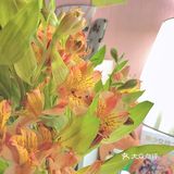 #治愈系.花#