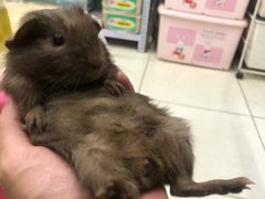 -钓仓鼠(洋桥北里小区店)