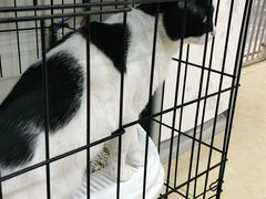 -沐沐家宠物(成寿寺店)