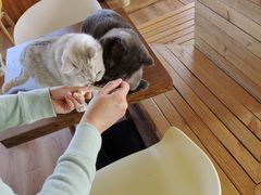 -猫的茶·猫咖