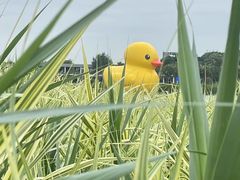 -深圳人才公园