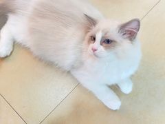 -喵宠乐园·撸猫互动·猫舍