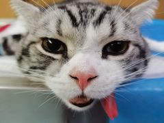 -艾贝尔宠物医院·24H转诊中心·肿瘤猫专科(江宁双龙店)