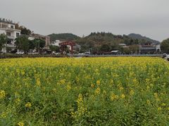 -红山村
