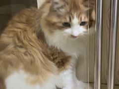 -萌兽医馆·宠物医院·猫骨科(创景店)