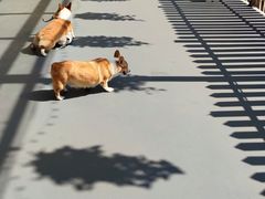 -宠物之家Pets Home 宠物寄养酒店