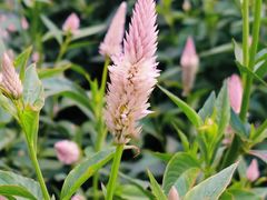 -黑龙江省森林植物园