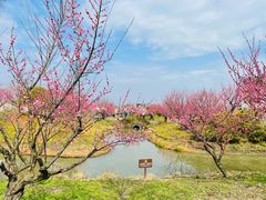 -花开海上生态园