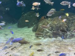 -江和美海洋公园