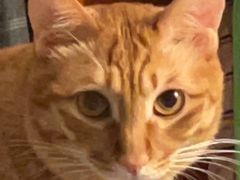 -瑞鹏宠物医院·骨科·猫科·内科(第一中心)