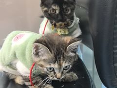 -万博宠物医院·手术·诊疗(未央凤城五路店)