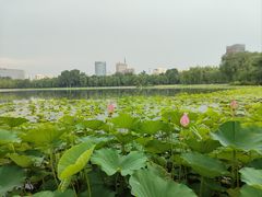 -莲花池公园