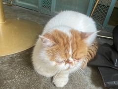 -喵屿·大理花园猫咖