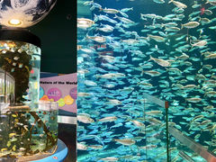 -瑞普利水族馆