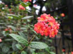 -中国科学院华南植物园