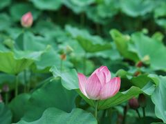 -莲花池公园