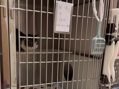 -瑞派康怡24h宠物医院·犬猫医疗中心·微创绝育(瑞景分院)