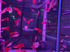 -花鸟鱼虫鲜花绿植市场(玉泉路店)