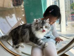 -飞行喵MR PILOT|猫舍·猫咖(静安大融城店)