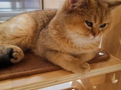 -飞行喵MR PILOT|猫舍·猫咖(静安大融城店)