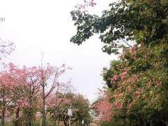 -顺峰山公园