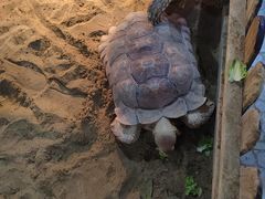 -上海大自然野生昆虫馆(东方明珠·爬宠昆虫探索中心)