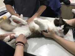 -佩兹宠物医院肿瘤专科·眼科·牙科(黄浦店)